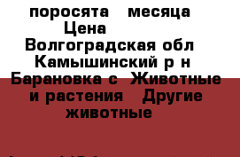 поросята 3 месяца › Цена ­ 4 500 - Волгоградская обл., Камышинский р-н, Барановка с. Животные и растения » Другие животные   